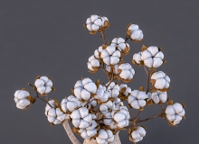 棉花cotton