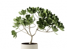 Kristina Dam Studio品牌特大号赤陶碗带植物3D模型素材下载Terracotta Bowl X-Large w