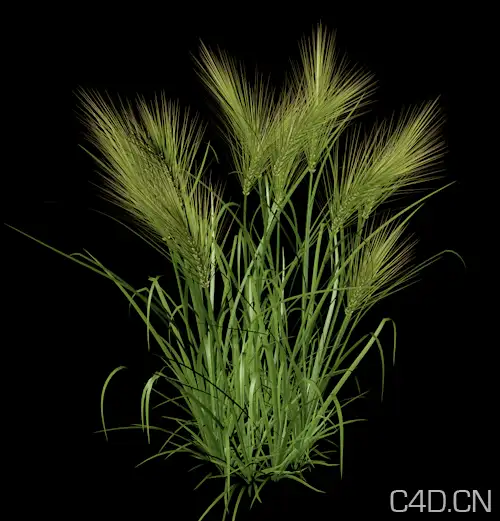 C4D植物模型-麦子3D模型 Wheat - C4D之家 - Snip20120818_3.png