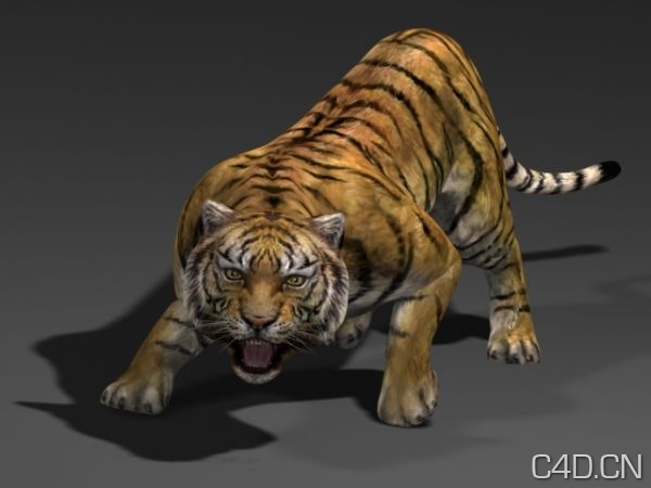 老虎3D模型 Tiger(MAX) - C4D之家 - 1319792773_924.jpeg