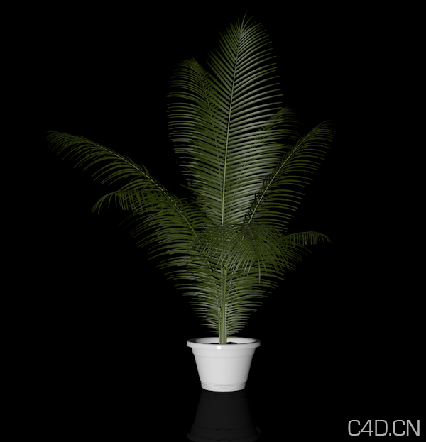 C4D植物模型：凤尾竹 Fengweizhu - C4D之家 - Snip20120930_54.png