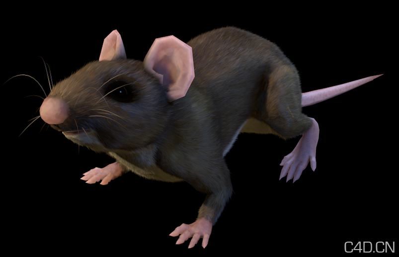 C4D老鼠模型 带动画、带骨骼、带材质 CMotion (Mouse) - C4D之家 - Snip20121002_12.png