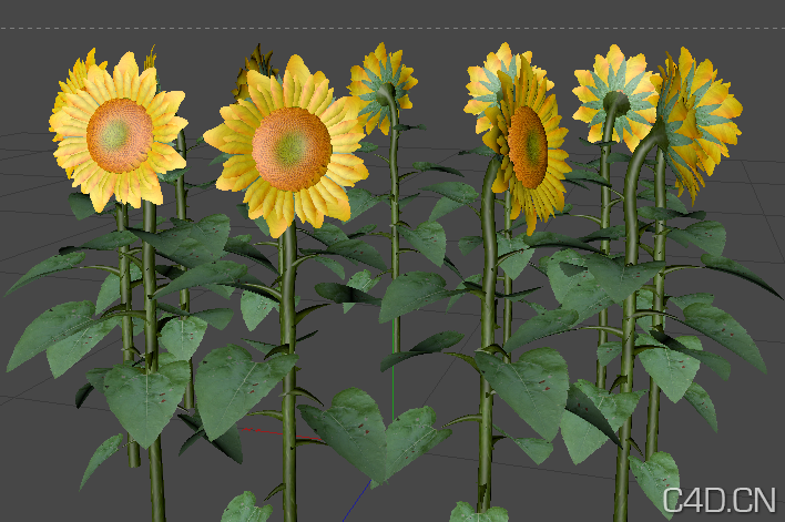 向日葵 Sunflower - C4D之家 - Snip20121006_8.png