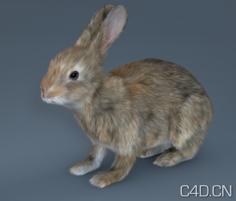 C4D兔子模型 Rabbit