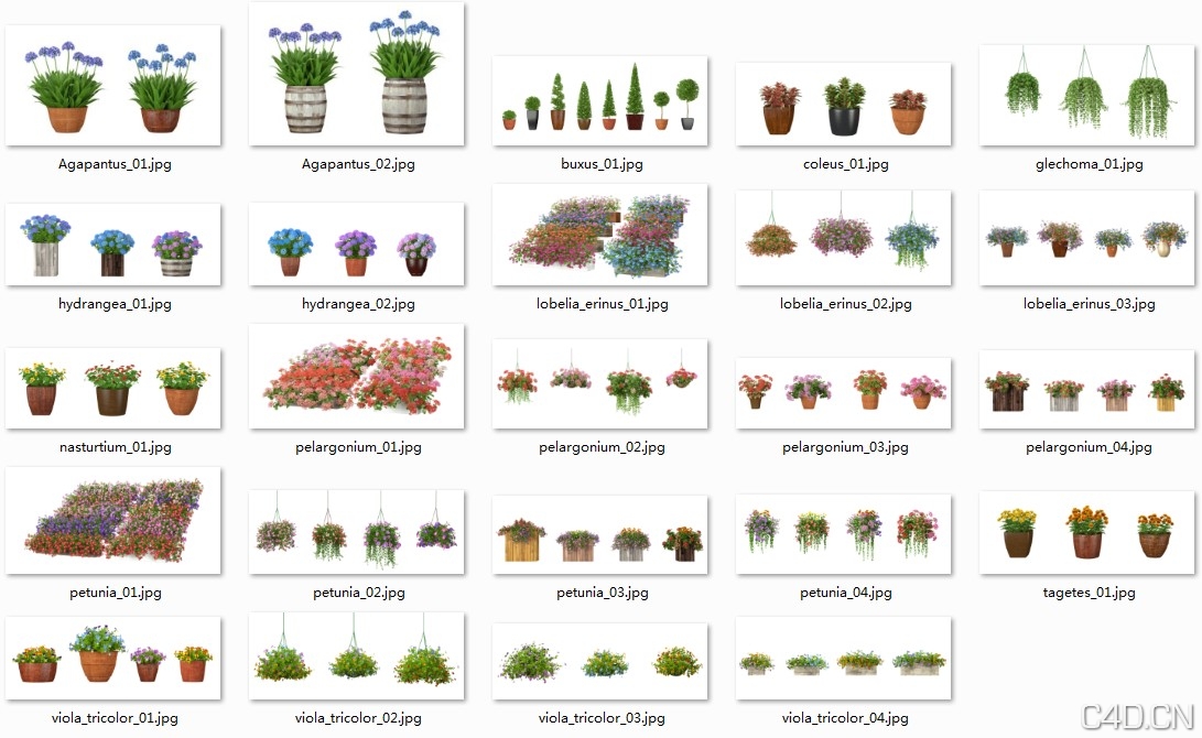 不错花模型 3dmentor.ru HQ Flowers 3 - C4D之家 - JABK@JWO4GKHLYTLN$TCHP5.jpg