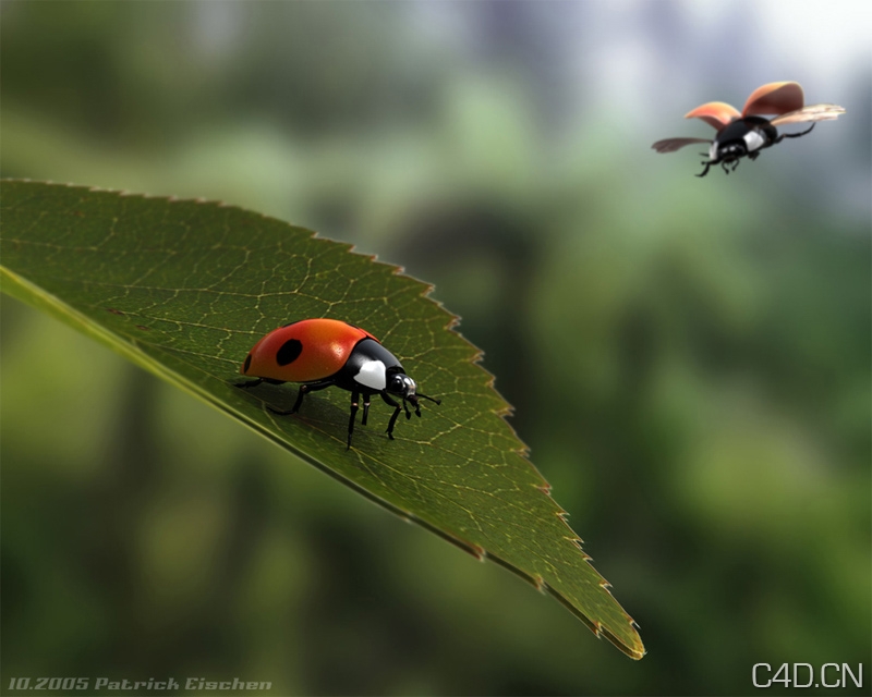 C4D七星瓢虫渲染：Flying Ladybug
