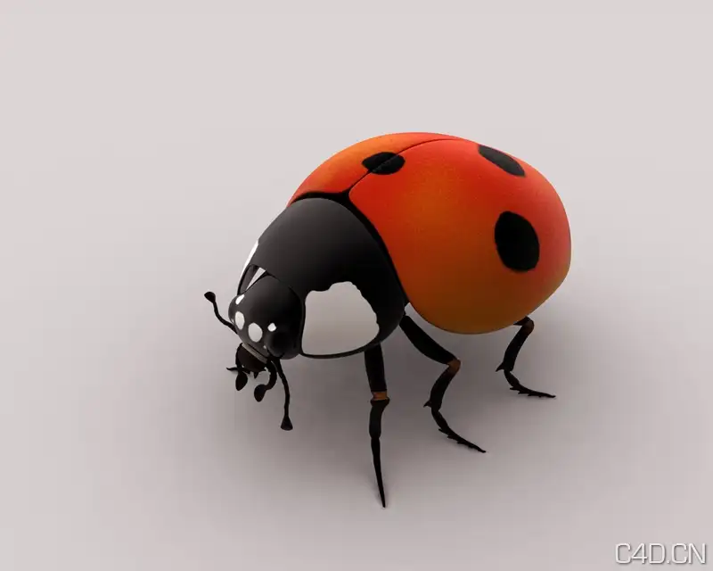 C4D昆虫渲染作品欣赏：七星瓢虫 - C4D之家 - Ladybird.jpeg