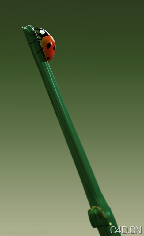 C4D昆虫渲染作品欣赏：七星瓢虫