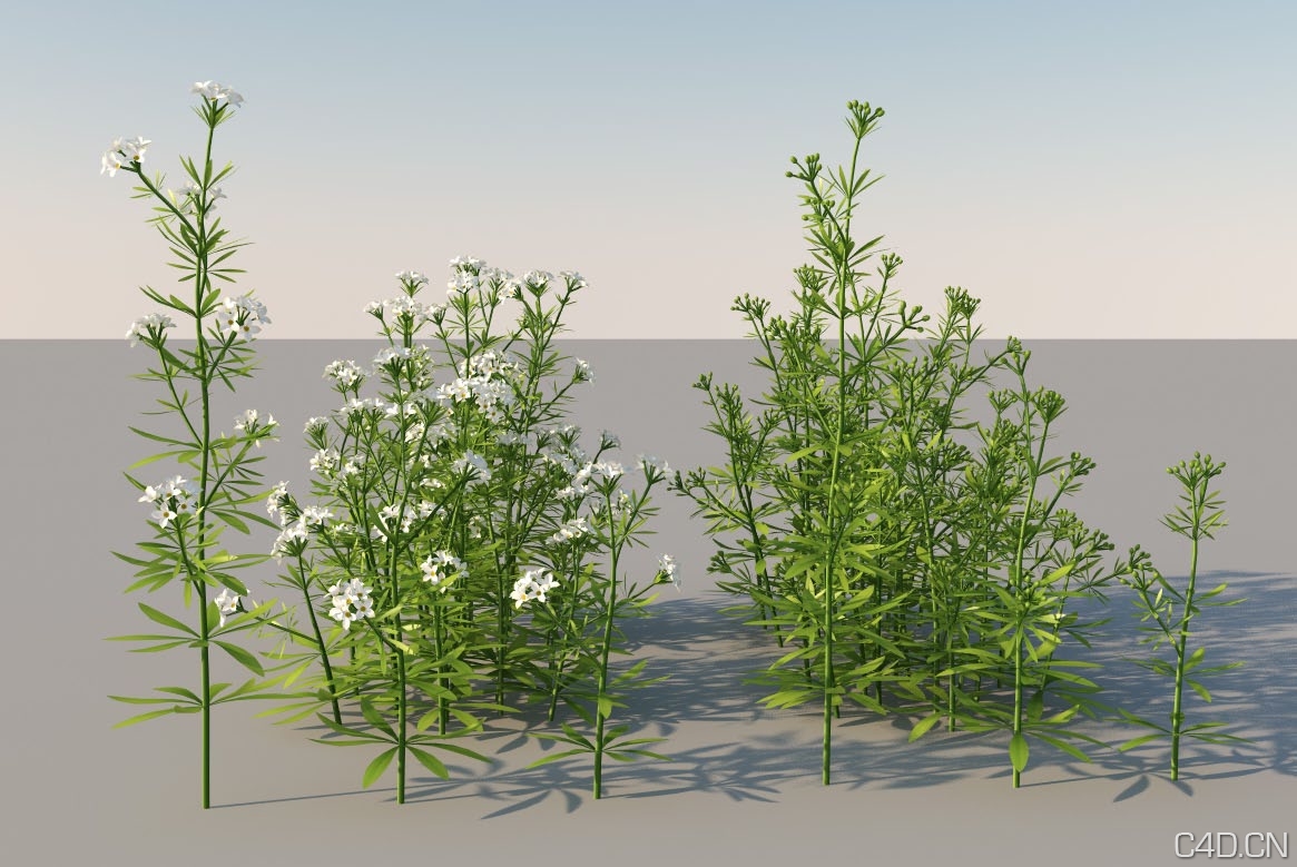 高模植物 3Dmentor Plants HQ Grass 1-01 - C4D之家 - mental-ray-models-bedstraw-01.jpg