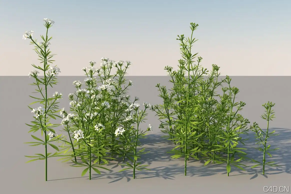 高模植物 3Dmentor Plants HQ Grass 1-01 - C4D之家 - mental-ray-models-bedstraw-01.jpg
