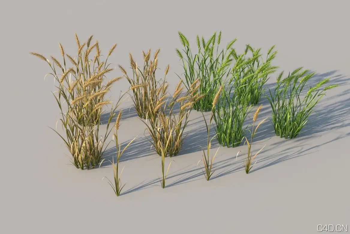 高模植物 3Dmentor Plants HQ Grass 1-16 - C4D之家 - mental-ray-models-wheat-01.jpg