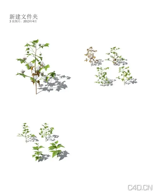 Xforg-植物模型-Agriculture:棉花C4D模型 Cotton 3D model - C4D之家 - AG08.jpg