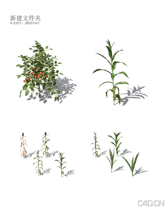 Xforg-植物模型-Agriculture:高粱3D模型 Sorghum - C4D之家 - AG16.jpg