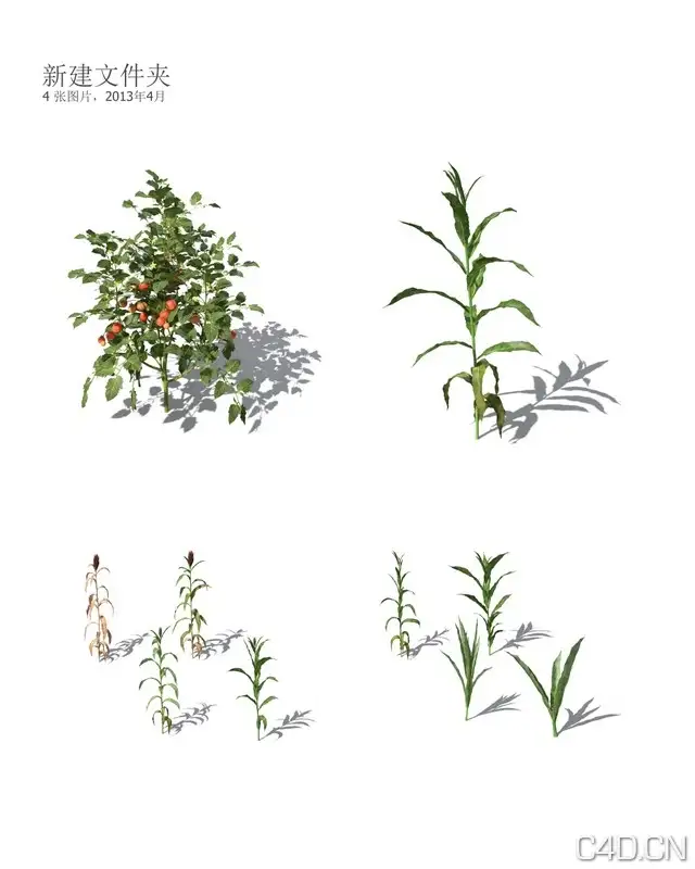 Xforg-植物模型-Agriculture:高粱3D模型 Sorghum - C4D之家 - AG16.jpg