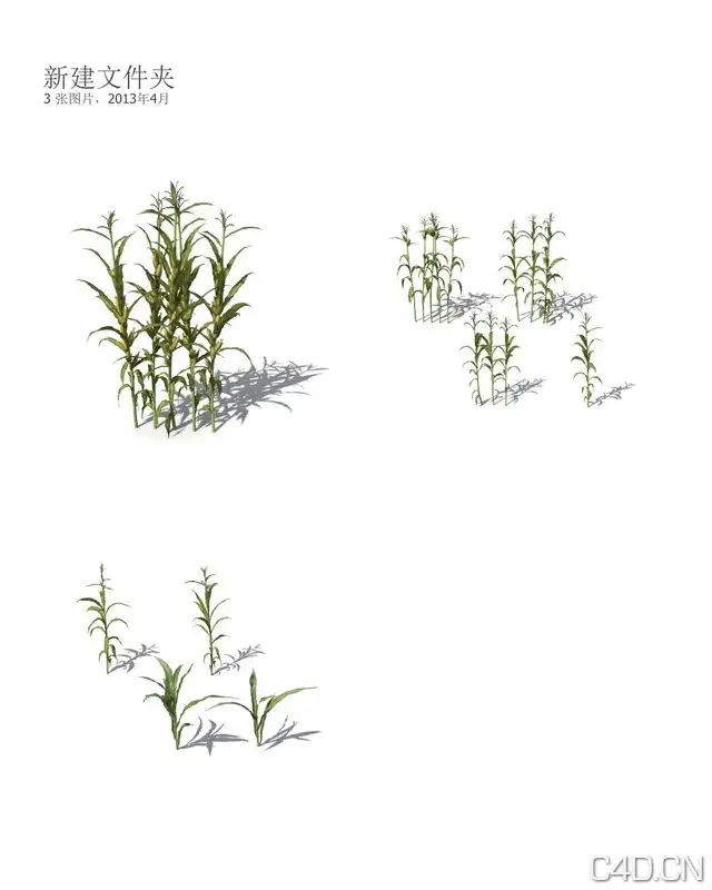 Xforg-植物模型-Agriculture-：玉米杆C4D模型 corn 3D model - C4D之家 - AG20.jpg
