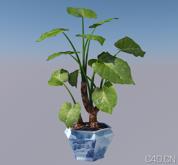 植物3D模型 滴水观音3D模型 盆景3D模型