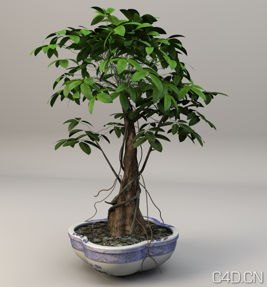 盆景植物C4D模型 发财树盆景3D模型 Bonsai plants - C4D之家 - Snip20130601_2.png