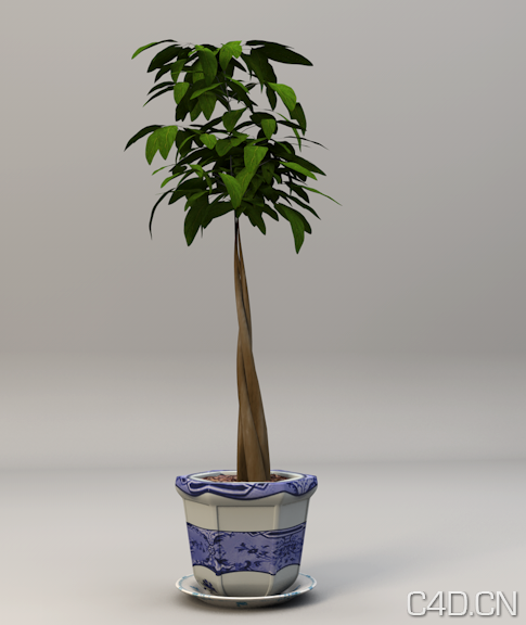 C4D盆景植物 发财树盆景3D模型 Pachira Bonsai - C4D之家 - Snip20130601_3.png