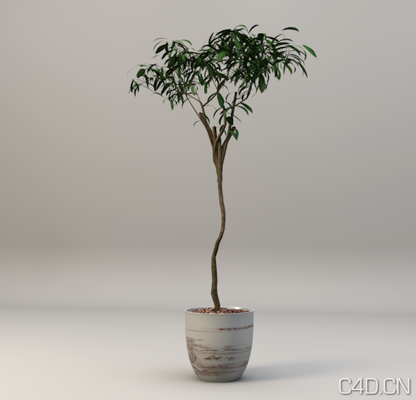 C4D盆景植物模型 Bonsai Plant Model - C4D之家 - Snip20130601_8.png