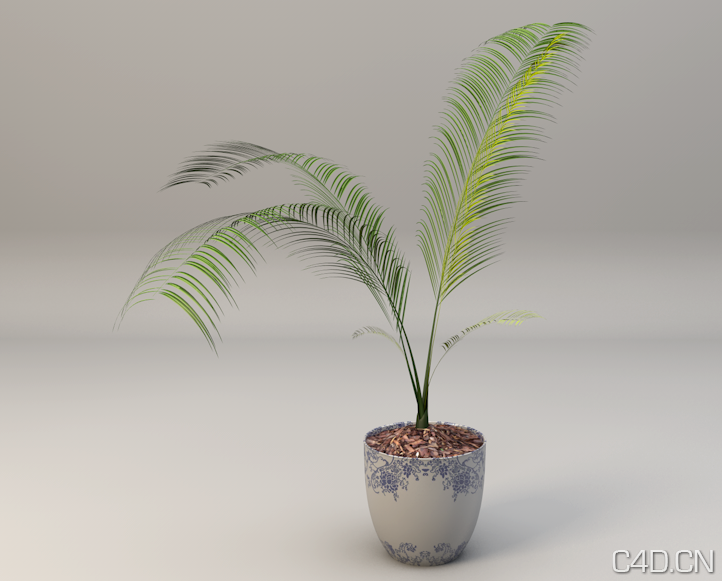 凤尾竹C4D模型 凤尾竹盆景 - C4D之家 - Snip20130601_10.png