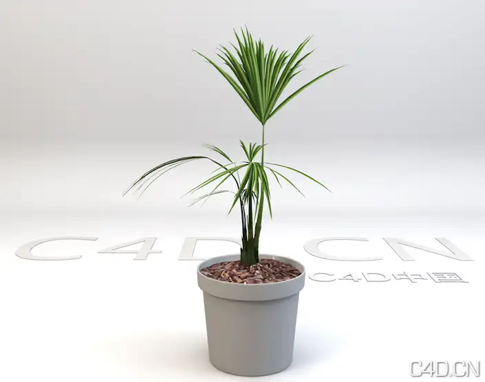 小蒲葵C4D模型 景观植物盆景 - C4D之家 - Snip20130601_16.png