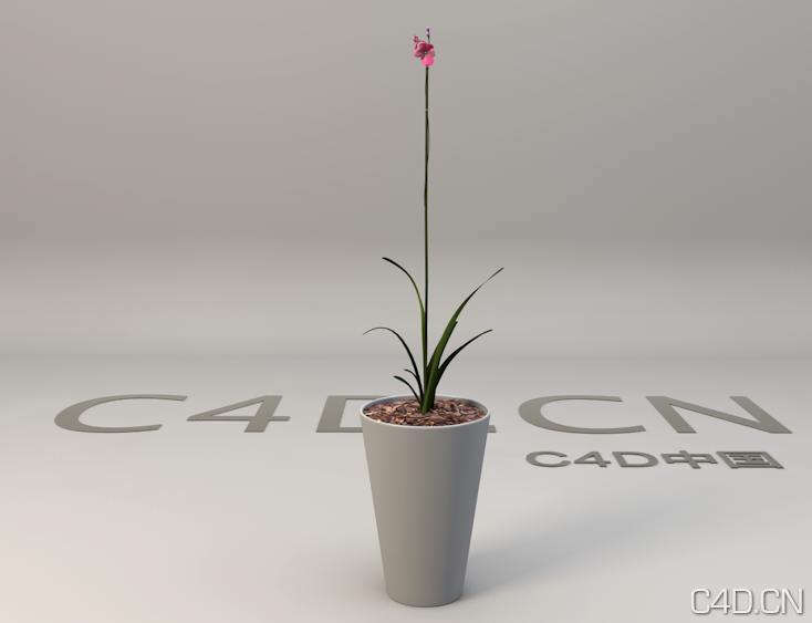 兰花盆景 Orchid