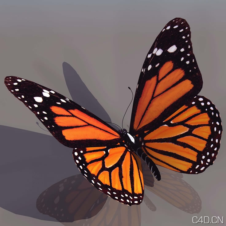 蝴蝶3D模型 Butterfly - C4D之家 - BUTT_01.jpg