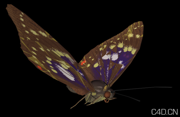 蝴蝶3D模型 Butterfly Model - C4D之家 - Snip20130608_1.png