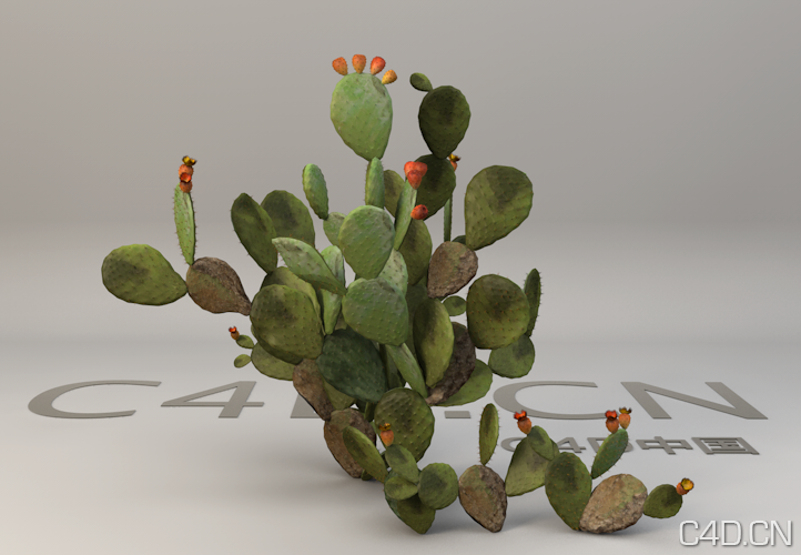 仙人掌3D模型 Cactus - C4D之家 - Snip20130610_1.png