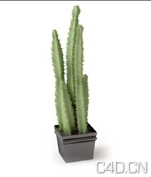 3D巴西龙骨大型室内植物(MAX) - C4D之家 - 巴西龙骨大型室内植物.jpg