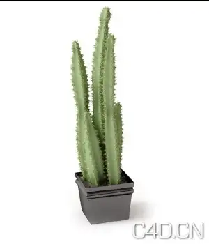 3D巴西龙骨大型室内植物(MAX) - C4D之家 - 巴西龙骨大型室内植物.jpg