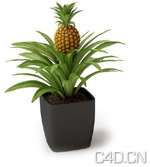 菠萝盆景植物3D模型（MAX） - C4D之家 - 菠萝盆景植物.jpg