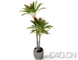 3D大叶热带盆景模型 - C4D之家 - 大叶热带盆景模型下载.jpg