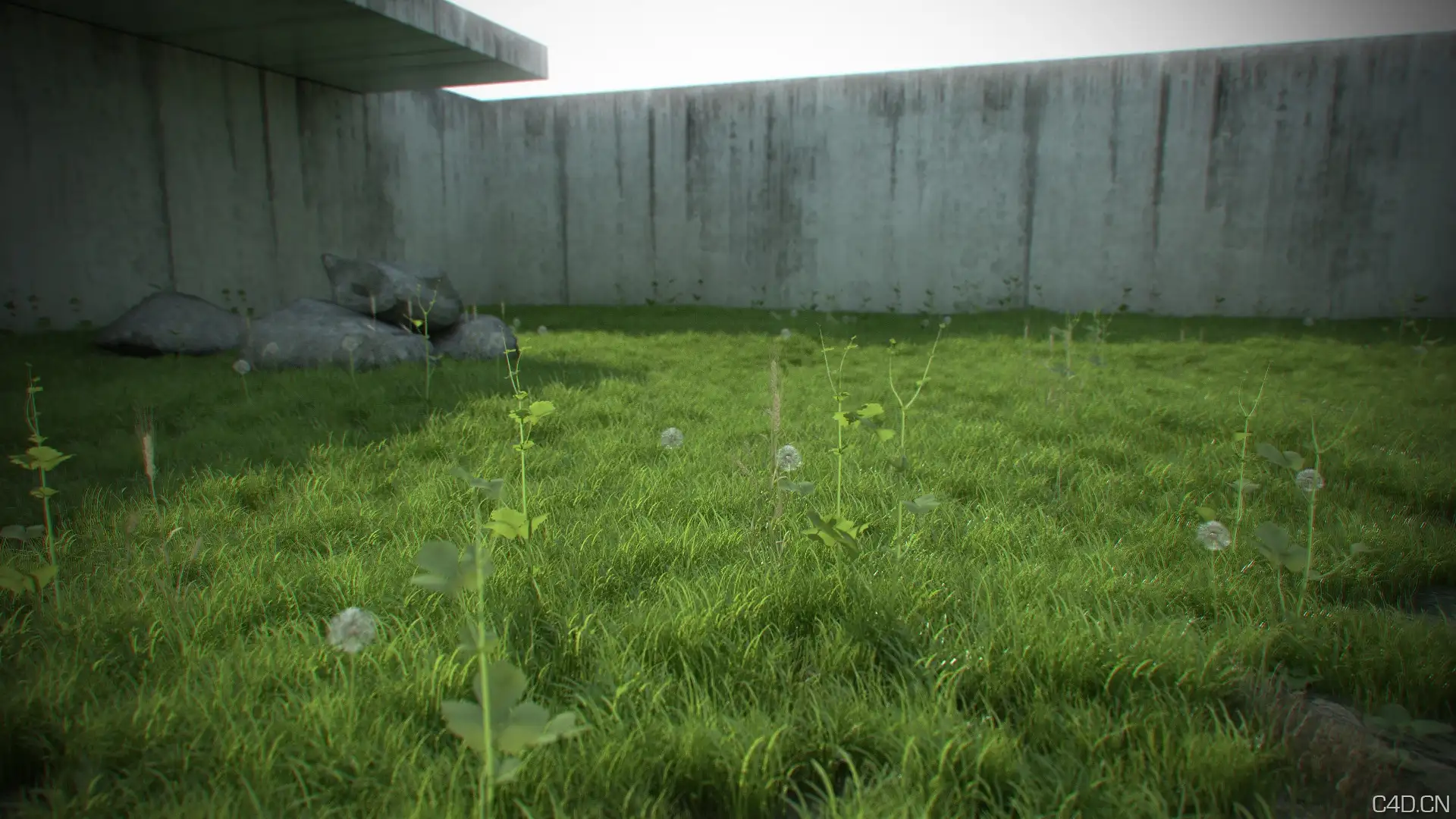 Cinema 4d真实地面植物工程文件Real Ground Plants C4D files - C4D之家 - Real-ground-plants(4).jpg