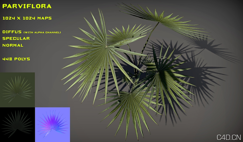 植物模型-蒲葵：Free Parviflora pack - C4D之家 - free_parviflora_pack_by_nobiax-d2mml95.jpg