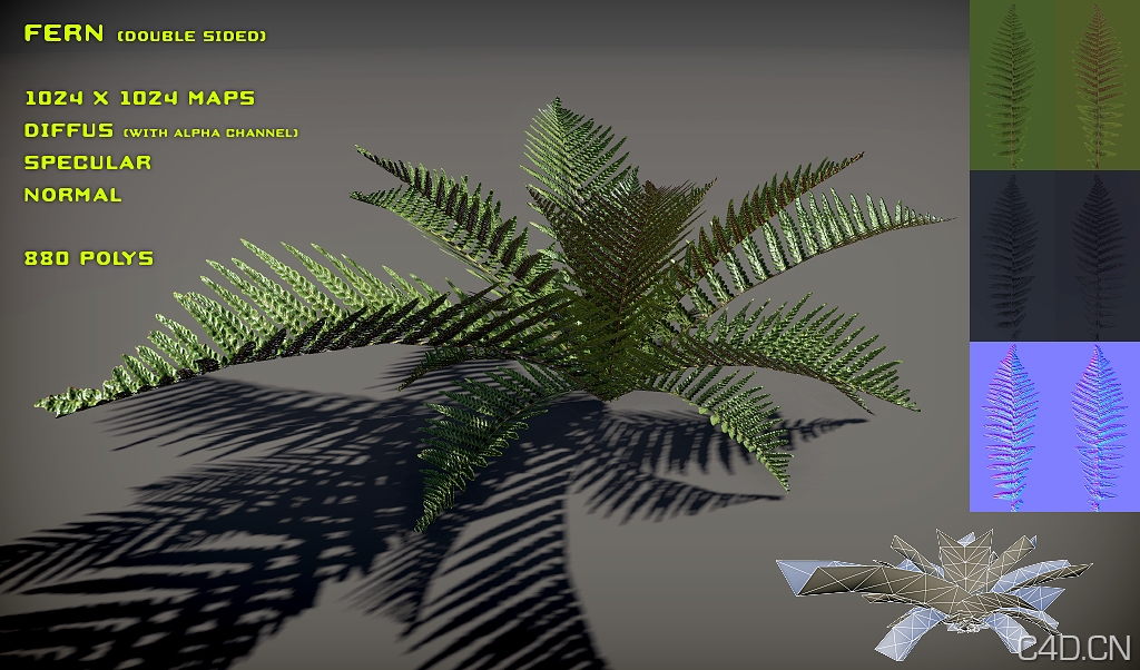 植物3D模型：Free Fern Pack V2 - C4D之家 - free_fern_pack_v2_by_nobiax-d2t5k0a.jpg