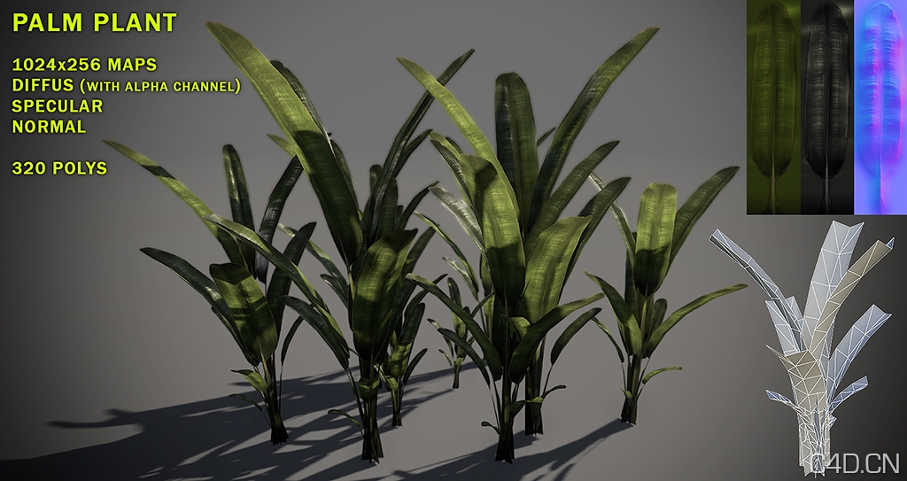 香蕉图、香蕉树苗3D模型 Free Palm Plant Pack