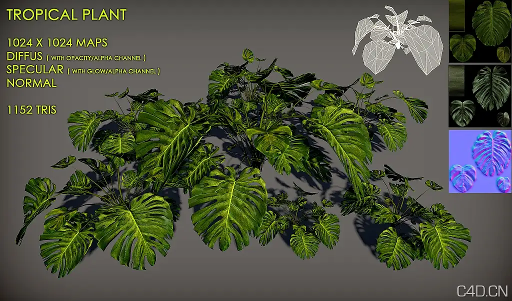 龟背竹3D模型、南方大叶植物3D模型：Free Tropical plant Pack - C4D之家 - free_tropical_plant_pack_by_nobiax-d2x6rcs.jpg