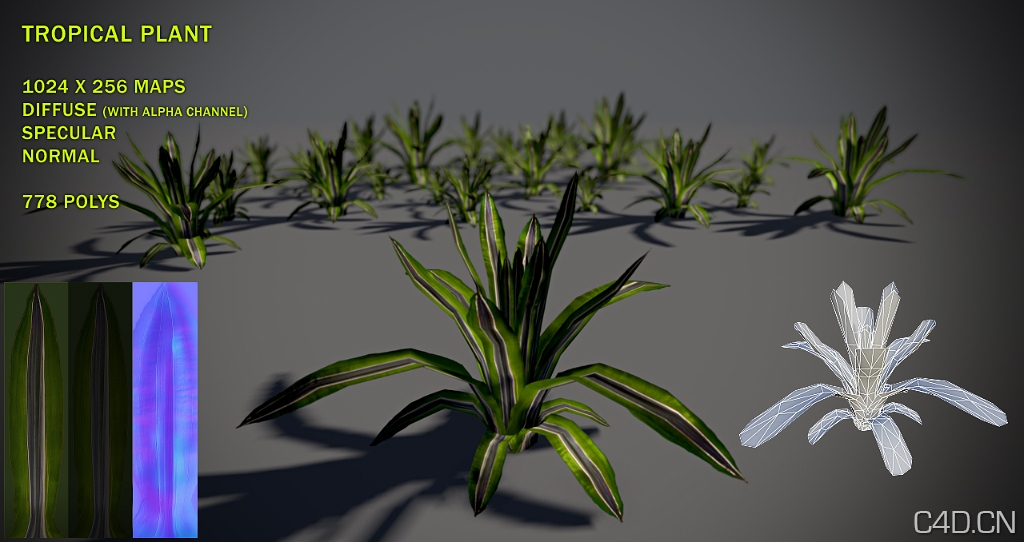 长叶植物3D模型：Free Tropical plant 02 Pack - C4D之家 - free_tropical_plant_02_pack_by_nobiax-d2y59jb.jpg