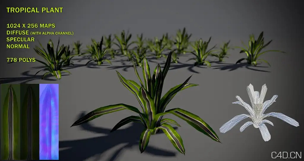 长叶植物3D模型：Free Tropical plant 02 Pack - C4D之家 - free_tropical_plant_02_pack_by_nobiax-d2y59jb.jpg