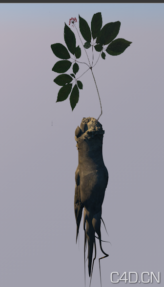 西洋参3D模型 人参C4D模型 Ginseng - C4D之家 - Snip20130801_1.png