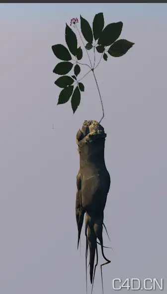 西洋参3D模型 人参C4D模型 Ginseng - C4D之家 - Snip20130801_1.png