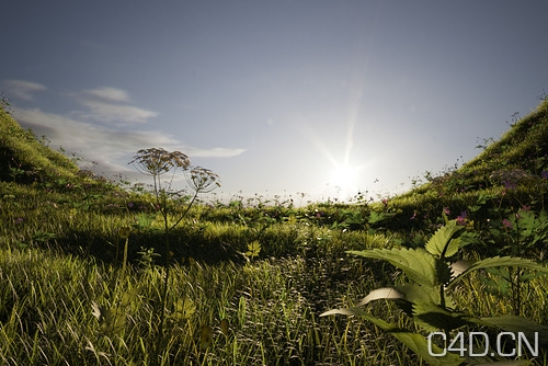 C4D for vray草地植物模型：vray proxy grass scene - C4D之家 - 3186919733.jpeg