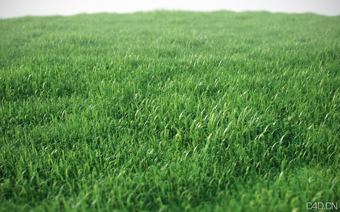 C4D for vray草地植物模型：vray proxy grass scene - C4D之家 - Grassc4d.jpg