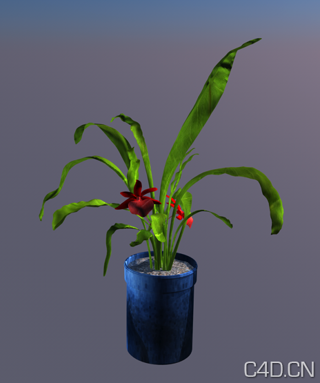 C4D盆景植物模型：Plant Model - C4D之家 - Snip20130809_9.png