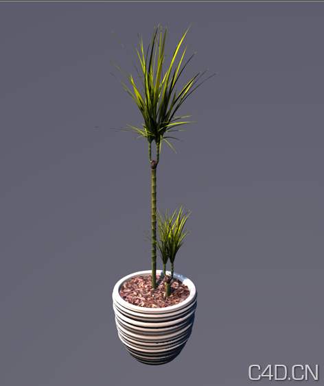 C4D盆景植物模型：0024 - C4D之家 - Snip20130809_11.png