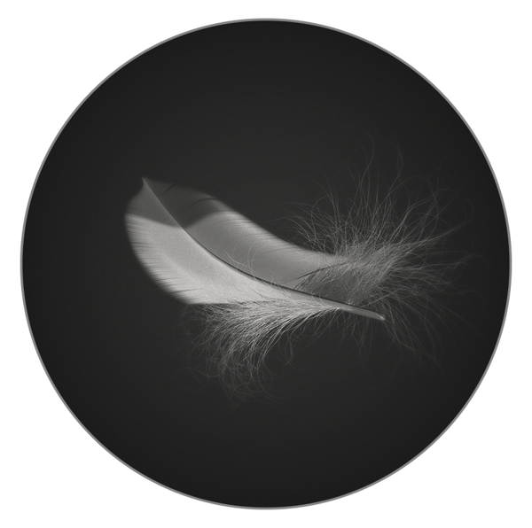 羽毛3D模型 Feather