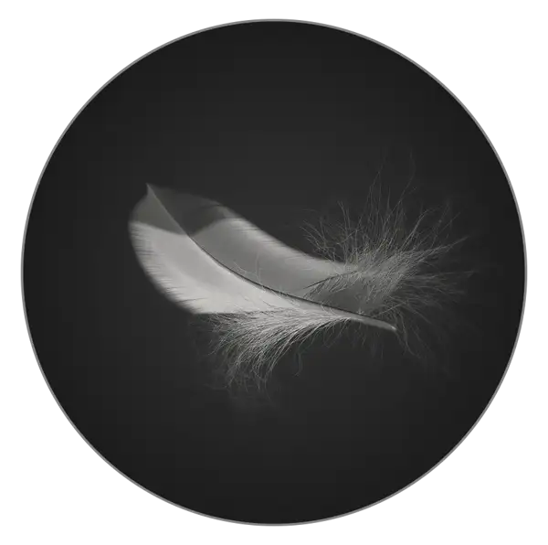 羽毛3D模型 Feather