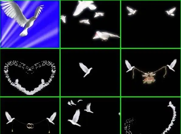 The collection footage - pigeons带通道鸽子素材 - C4D之家 - forum-1.jpg