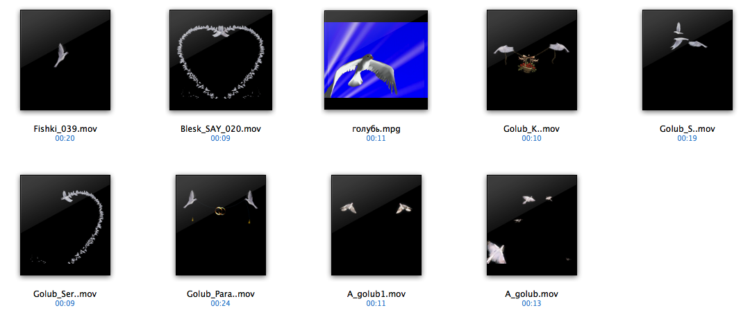 The collection footage - pigeons带通道鸽子素材